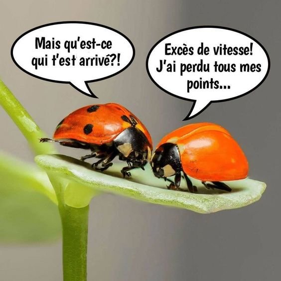 coccinelles.jpg