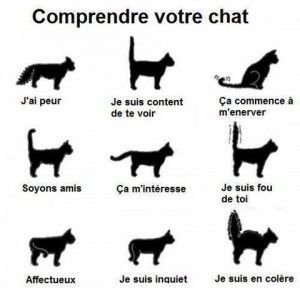 comprendre-son-chat.jpg