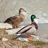 couple-colvert.png